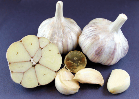 Chateau Lola™ Ice® Garlic Extra Jumbo 2.25" Hardneck