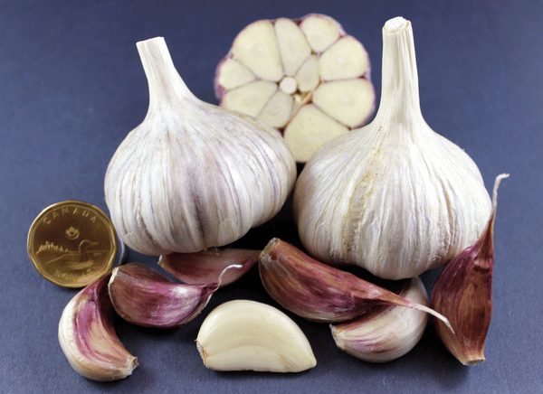 Babylon™ Ice® Garlic Jumbo 2" Hardneck