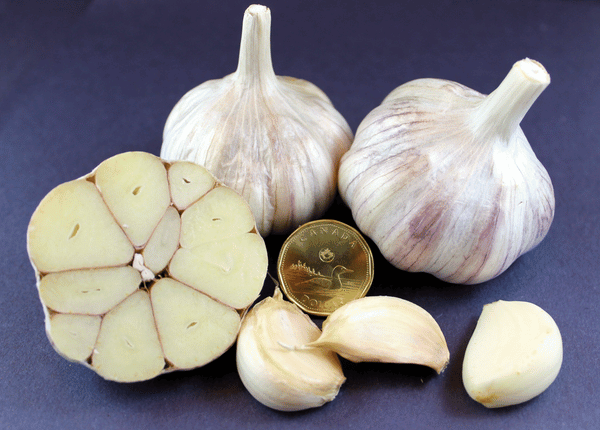 Chateau Lola™ Ice® Garlic Under 2" Hardneck