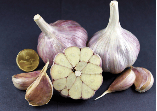 Chezny™ Ice® Garlic Jumbo 2" Hardneck