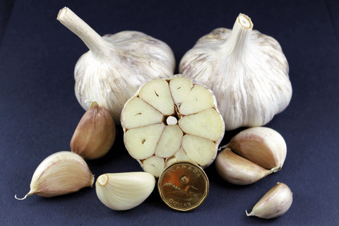Naples™ Ice® Garlic Under 2" Hardneck