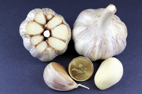 Purple Iron™ Ice® Garlic Extra Jumbo 2.25" Hardneck